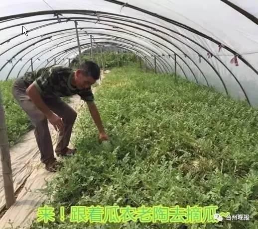 吃瓜打针视频,一场网络迷思的真相追踪