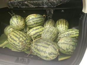 吃瓜群众搬小凳视频下载,一睹为快