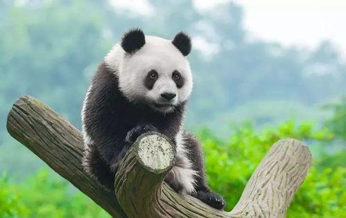 带你吃瓜讲熊猫故事视频,带你走进“吃瓜”熊猫的欢乐世界