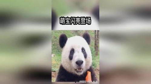 带你吃瓜讲熊猫故事视频,带你走进“吃瓜”熊猫的欢乐世界