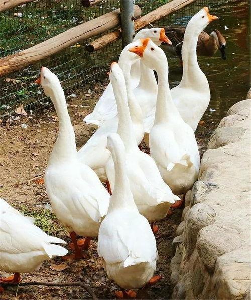 吃瓜鹅大神教学视频,吃瓜鹅大神教你轻松掌握吃瓜技巧