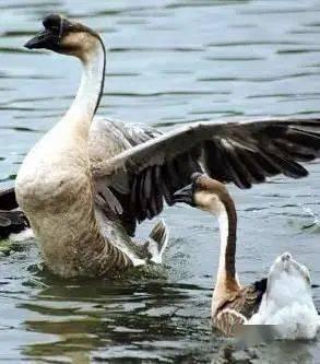吃瓜鹅大神教学视频,吃瓜鹅大神教你轻松掌握吃瓜技巧