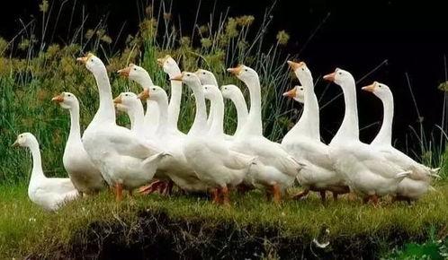 吃瓜鹅大神教学视频,吃瓜鹅大神教你轻松掌握吃瓜技巧