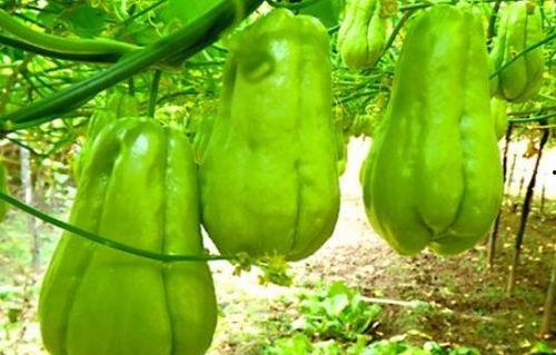 吃瓜视频素材30秒,揭秘娱乐圈最新热点事件