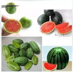 拇指瓜怎么吃视频,跟随视频学习家常烹饪技巧