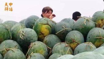 蛋仔大型吃瓜现场视频大全,趣味视频大盘点