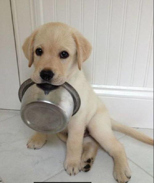 吃瓜无辜的拉布拉多视频,一场网络热议的宠物奇遇