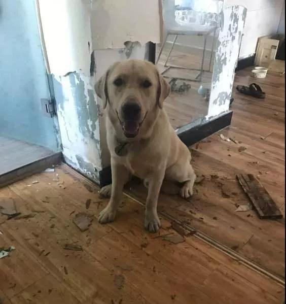 吃瓜无辜的拉布拉多视频,一场网络热议的宠物奇遇