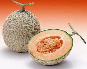 广州人吃哈密瓜视频下载,甜蜜滋味尽收眼底