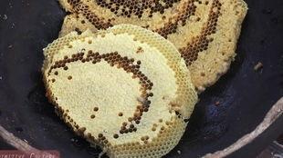 虫子吃瓜视频,瓜田里的奇妙食趣