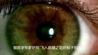 虫子吃瓜视频,瓜田里的奇妙食趣