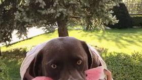 仙人吃瓜视频搞笑,仙人搞笑吃瓜记