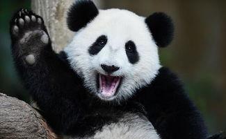 吃瓜大熊猫视频,吃瓜大熊猫视频集锦