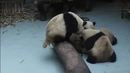吃瓜大熊猫视频,吃瓜大熊猫视频集锦