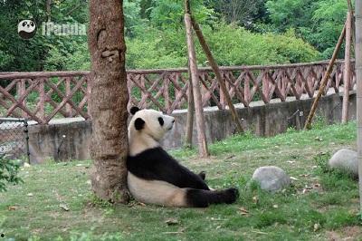 吃瓜大熊猫视频,吃瓜大熊猫视频集锦