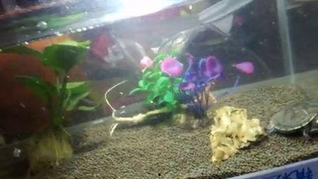 吐槽吃瓜的小雷龙视频