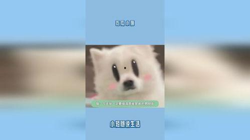 给小猫吃瓜视频大全集在线观看,小猫吃瓜欢乐时光大盘点