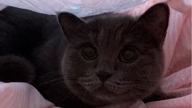 给小猫吃瓜视频大全集在线观看,小猫吃瓜欢乐时光大盘点