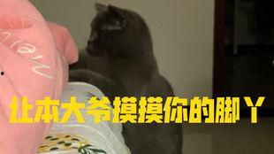给小猫吃瓜视频大全集在线观看,小猫吃瓜欢乐时光大盘点