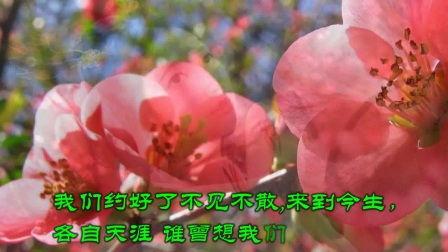 看花和吃瓜朗诵配乐视频,一场视觉与味觉的盛宴