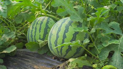 字母钢吃瓜视频,揭秘娱乐圈幕后故事