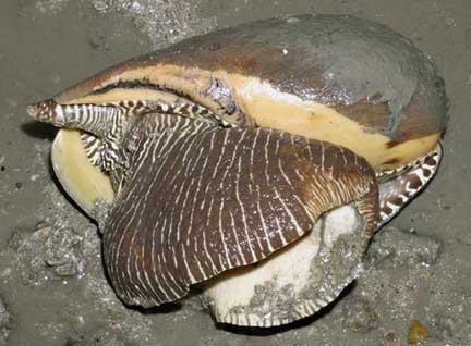 吃瓜挖螺视频在线观看,在线观看的趣味农业体验