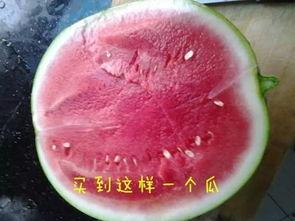 催熟瓜没有瓤可以吃吗视频,食用安全与口感探索