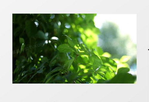 小森林吃瓜视频素材,揭秘吃瓜背后的趣味与真相