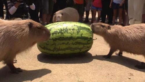 吃瓜的全部过程视频,吃瓜群众的围观大戏