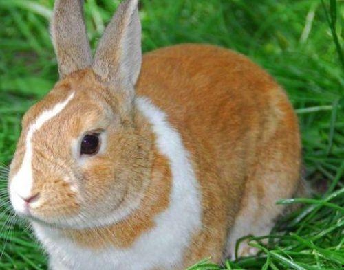 兔子可以吃皇瓜吗视频,皇瓜成为新宠