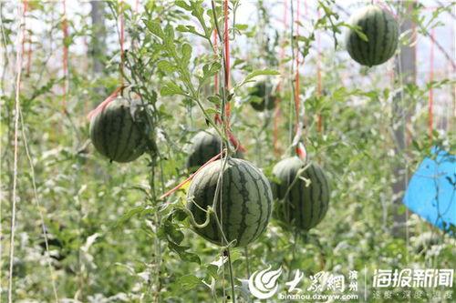 河北玉田吃瓜事件视频,一场引发热议的网络风波