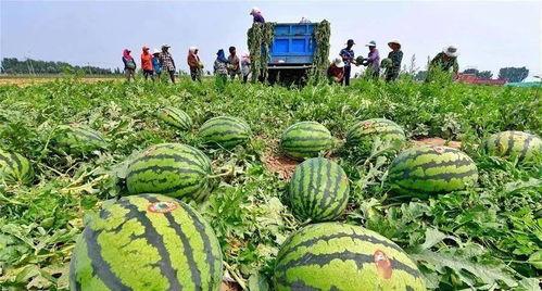 河北玉田吃瓜事件视频,一场引发热议的网络风波