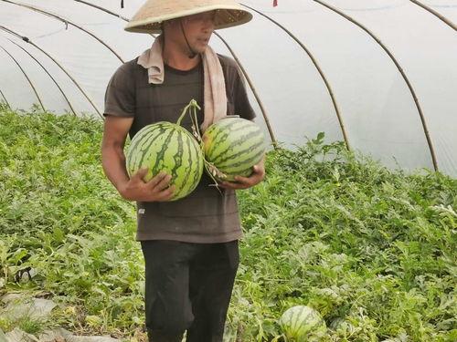 河南信阳吃瓜事件视频,一场引发热议的街头冲突瞬间