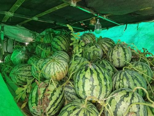 河南信阳吃瓜事件视频,一场引发热议的街头冲突瞬间