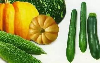 瓜怎么吃更好吃呢视频,解锁美味新吃法