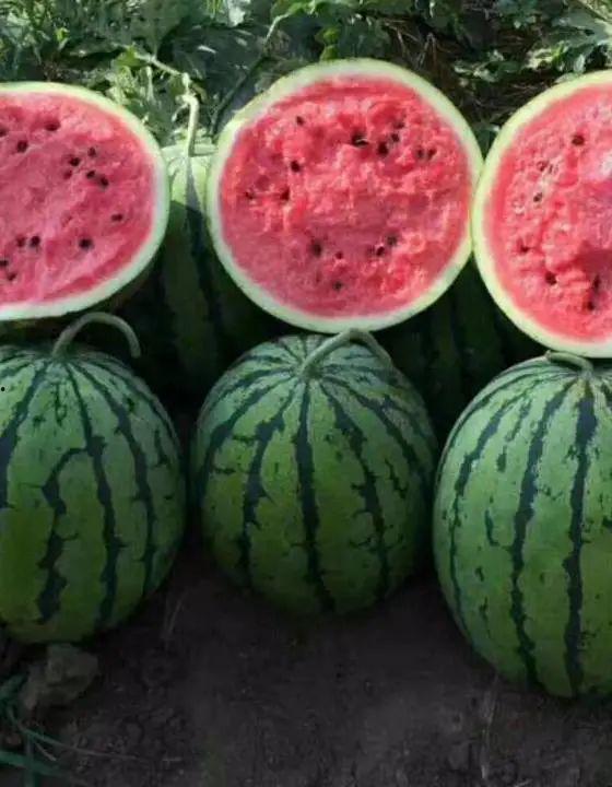 瓜怎么吃更好吃呢视频,解锁美味新吃法