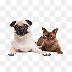 猫狗吃瓜视频素材下载,萌宠界的“娱乐圈”瞬间