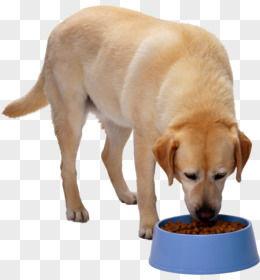 猫狗吃瓜视频素材下载,萌宠界的“娱乐圈”瞬间