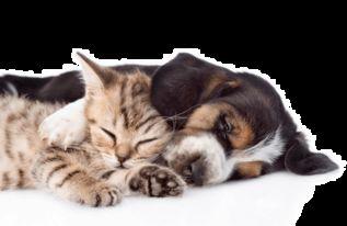 猫狗吃瓜视频素材下载,萌宠界的“娱乐圈”瞬间