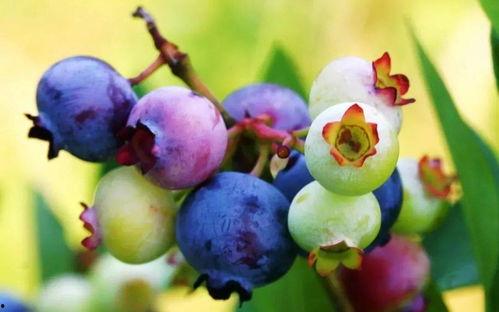 茉莉吃八月瓜笑场视频,瓜笑果甜！