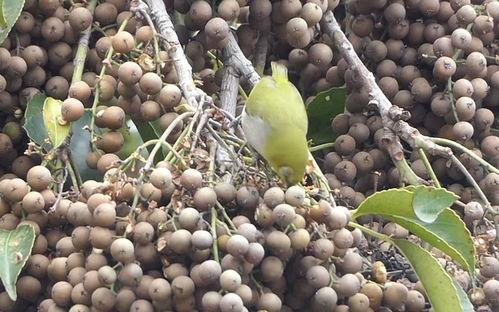 茉莉吃八月瓜笑场视频,瓜笑果甜！