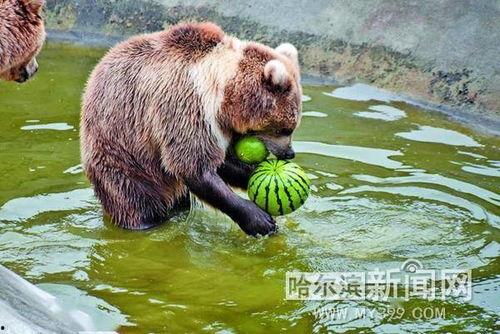 保护动物吃瓜视频播放,保护动物吃瓜视频播放盛况