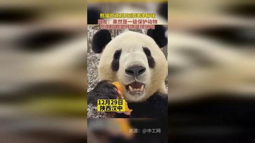 保护动物吃瓜视频播放,保护动物吃瓜视频播放盛况