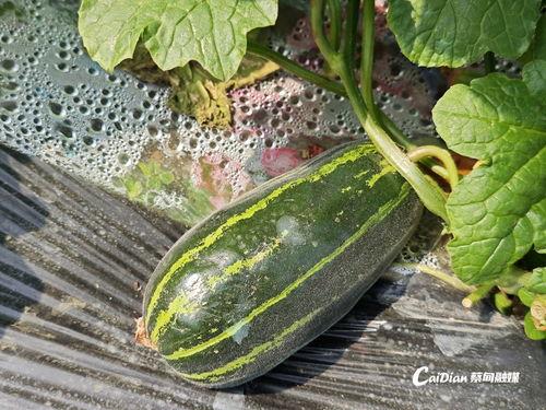 吃瓜武汉网红视频大全,趣味横生，笑料百出