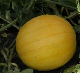 吃药吃瓜了的视频大全