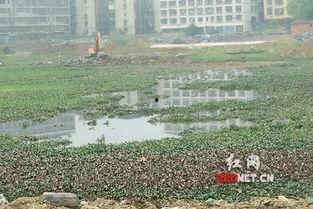 永州冷水滩吃瓜事件视频,一场网络热议的真相追踪