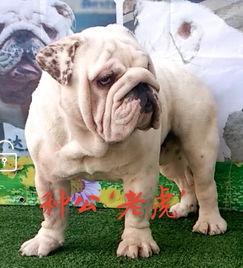 柯基可以吃斗牛瓜吗视频,一场意外的美食冒险