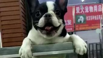 柯基可以吃斗牛瓜吗视频,一场意外的美食冒险