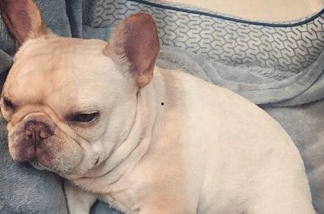 柯基可以吃斗牛瓜吗视频,一场意外的美食冒险