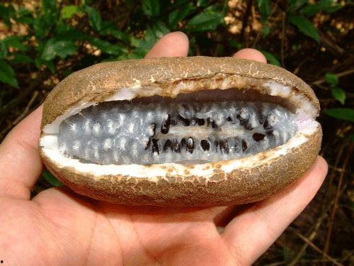 怎么样吃八月瓜好吃呢视频,视频教你如何吃出最佳口感